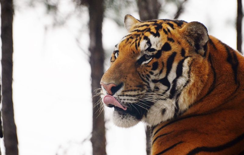 Big Cats That Steal the Show