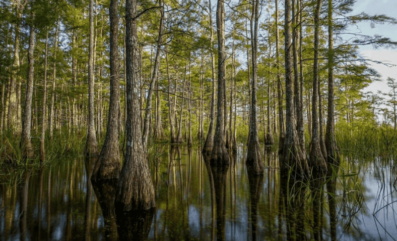 Big Cypress National Preserve, Ochopee, Florida Big Cypress National Preserve, Ochopee, Florida