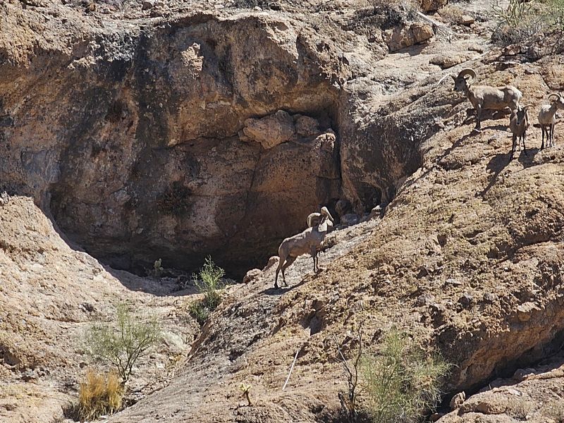 Bighorn Sheep On The Cliffs Above