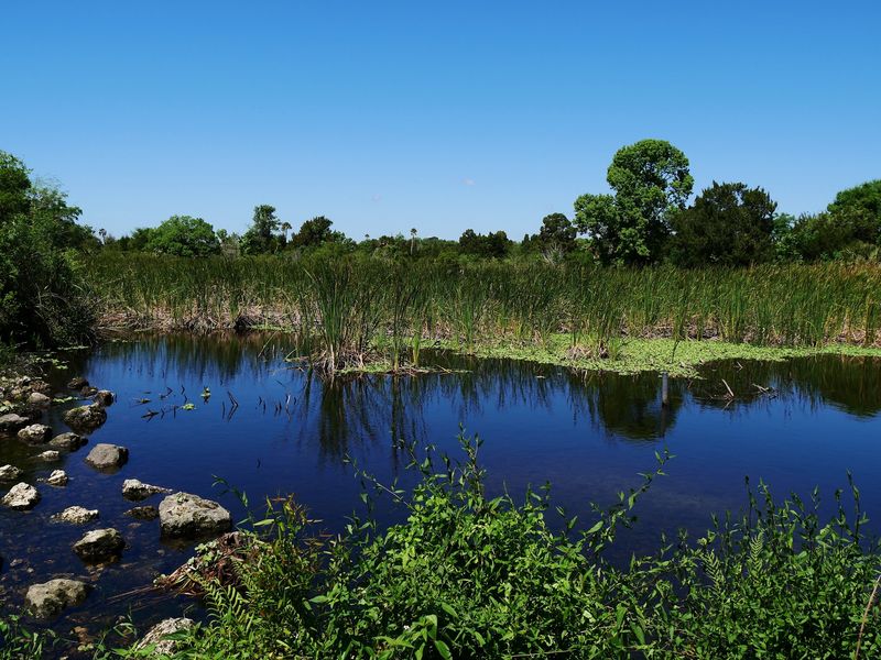 Birds, Turtles, and the Wildlife Beyond the Manatees