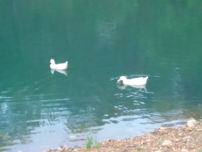 Birds and small wildlife add extra interest Birds and small wildlife add extra interest