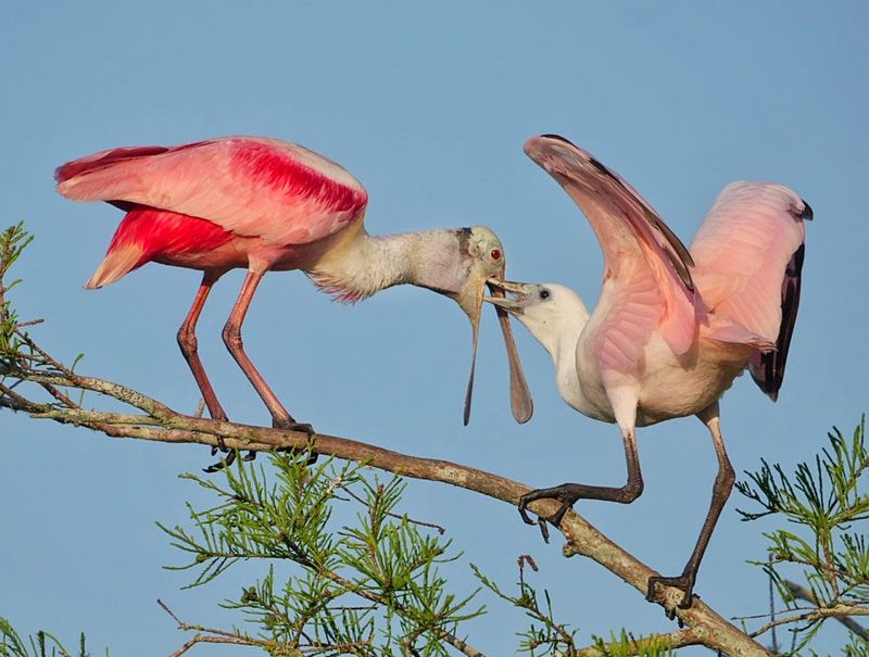Boardwalk Views of Nesting Spoonbills and Storks Boardwalk Views of Nesting Spoonbills and Storks