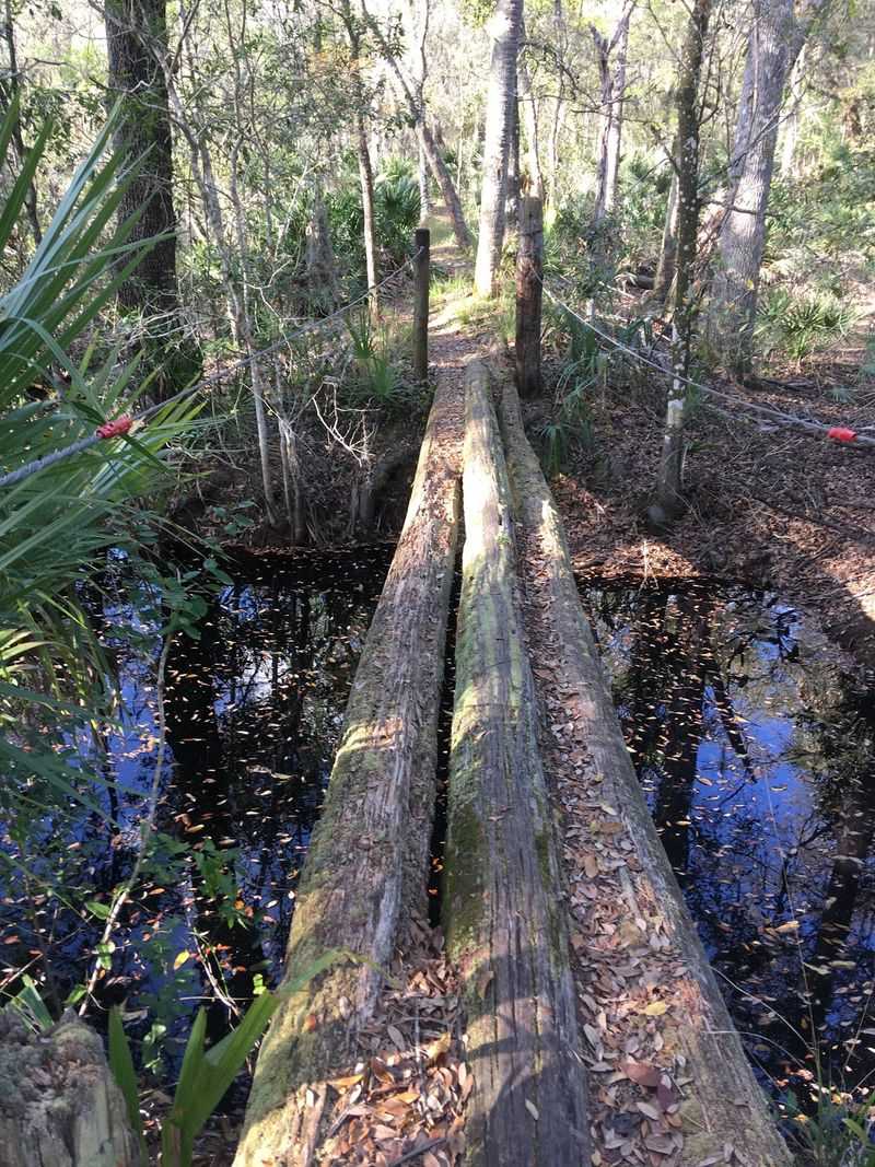 Boardwalks, Bridges, and a Cool Log Crossing