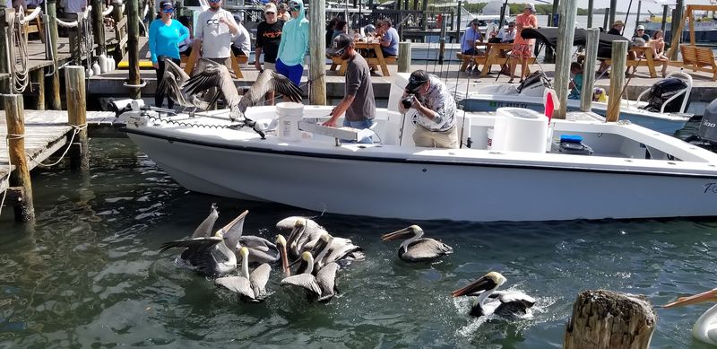 Boat to Plate, No Middleman