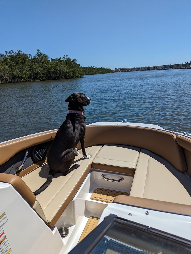 Bring the Dog Along