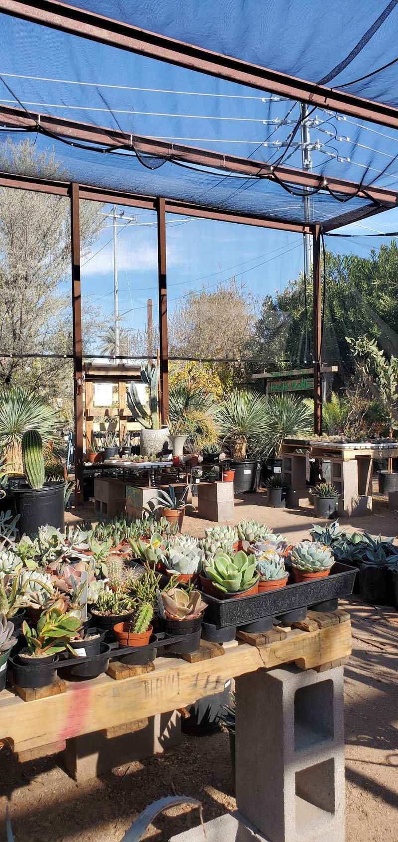 Cacti, Succulents, And Standout Pots Cacti, Succulents, And Standout Pots