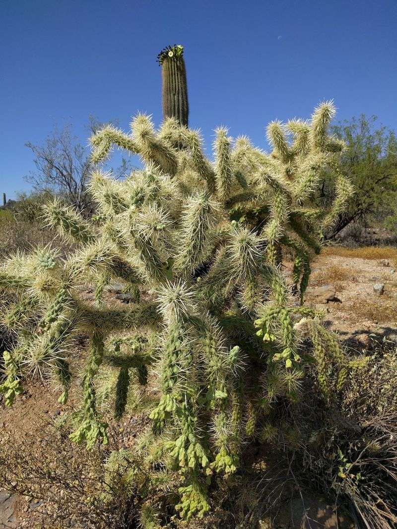 Cactus, Foothills, and Open Sky Cactus, Foothills, and Open Sky