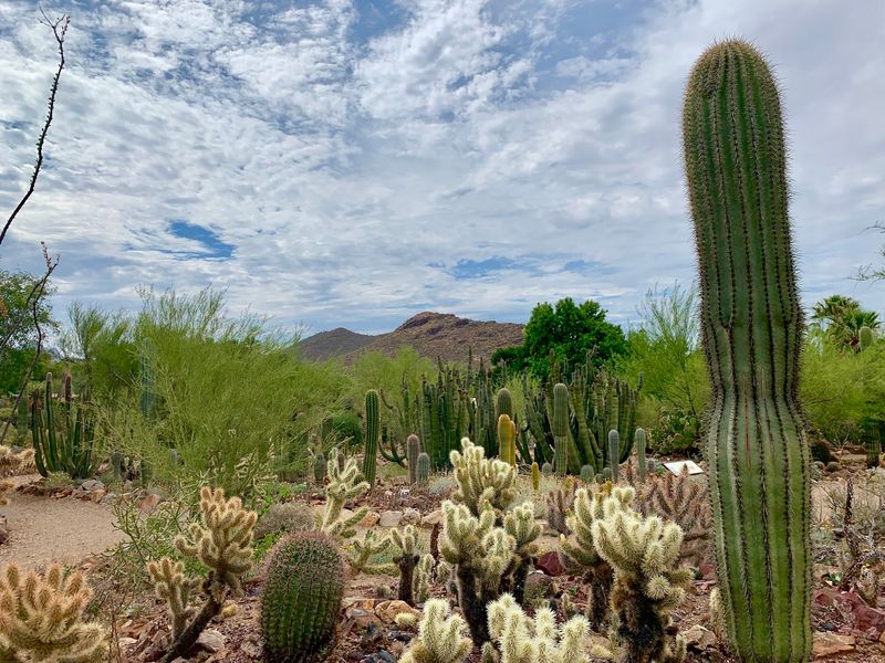 Cactus Gardens and a Living Botanical Collection Cactus Gardens and a Living Botanical Collection