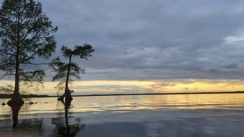 Camping Under a Swamp Sky