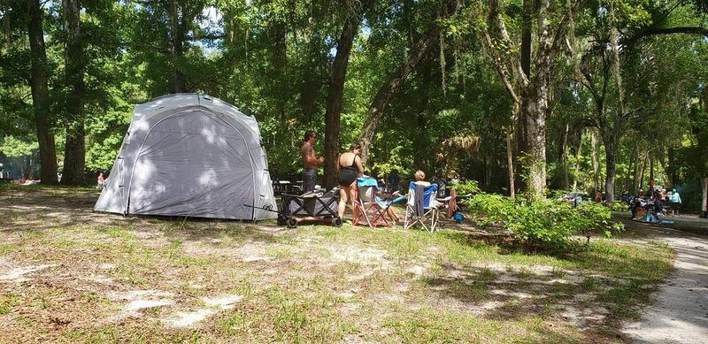 Camping Under the Forest Canopy Camping Under the Forest Canopy