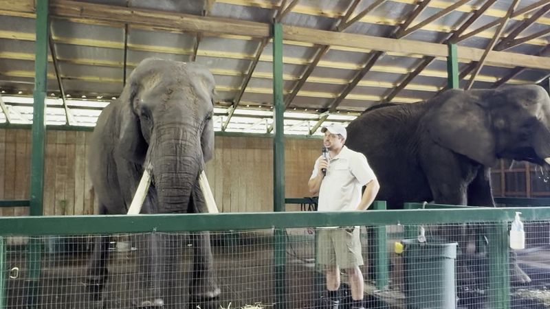 Caretakers Who Know Their Elephants By Name