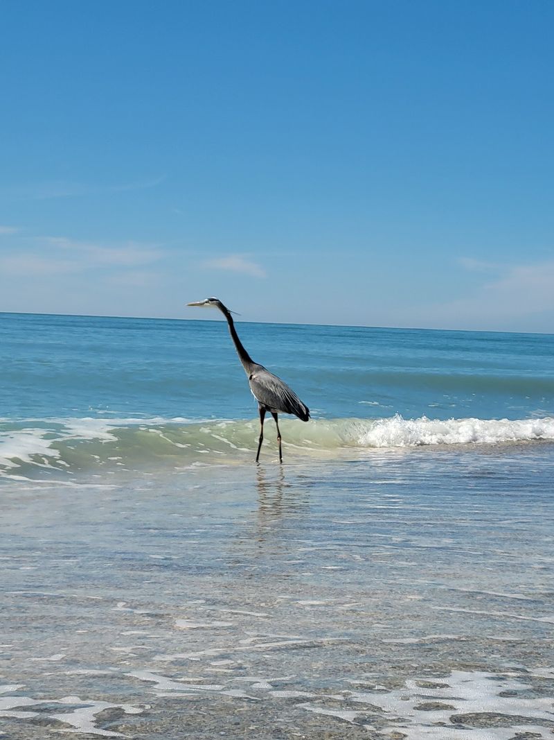 Clear Blue Water and the Wildlife Show Clear Blue Water and the Wildlife Show