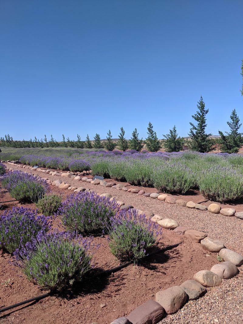 Cut Your Own Lavender Bouquet Cut Your Own Lavender Bouquet