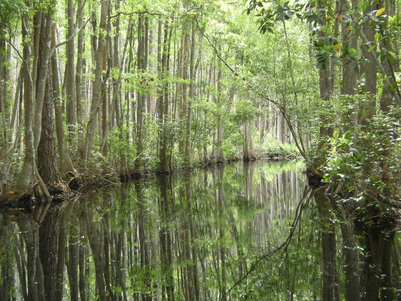 Cypress Shadows and Wetland Scenery Cypress Shadows and Wetland Scenery