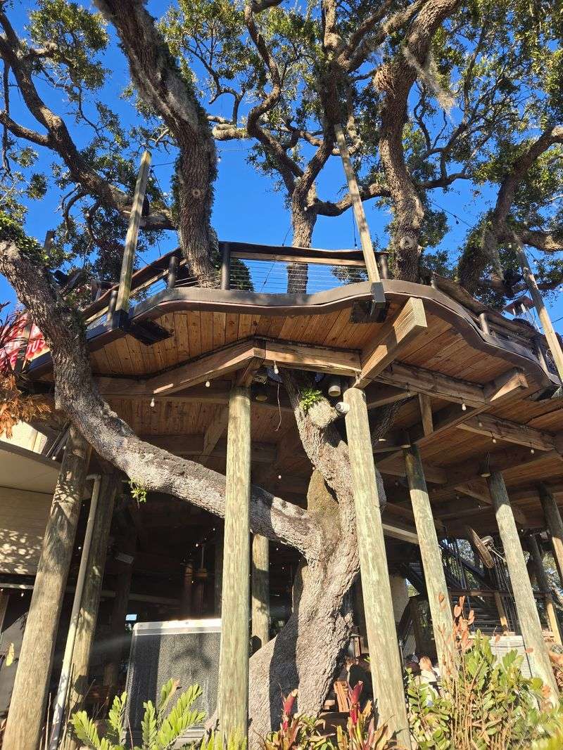 Dining Up Inside a Real Oak Tree