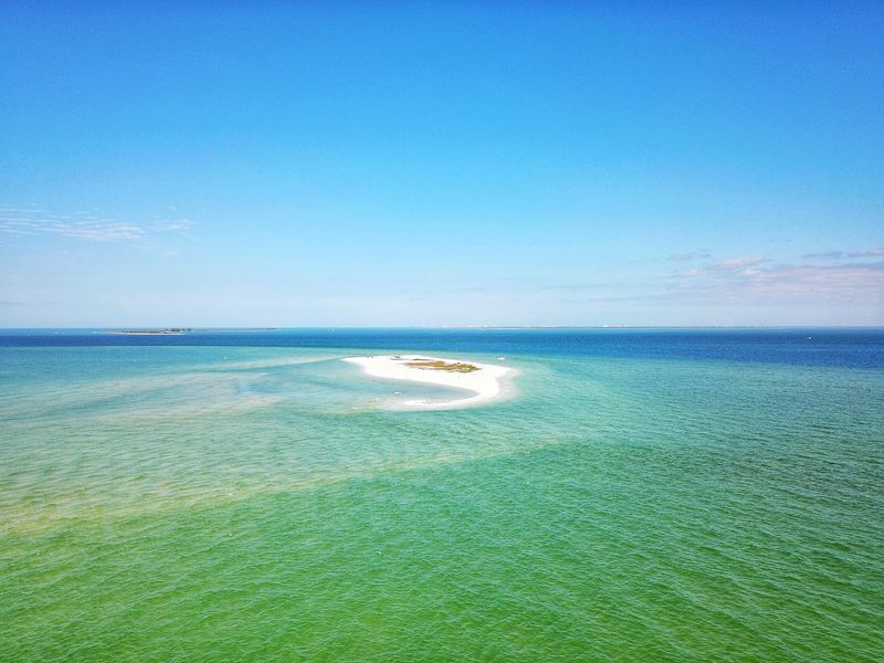 Dolphins, Manatees, and the Occasional Shark