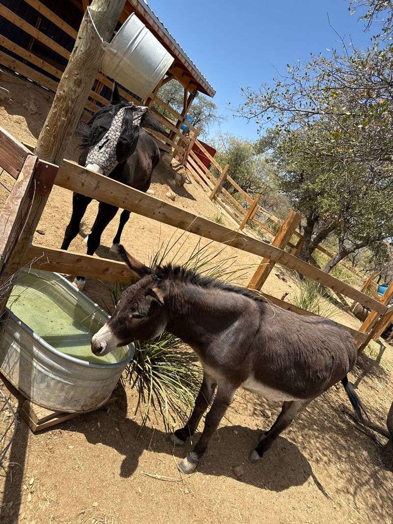 Donkeys, Goats, and a Friendly Sheep Donkeys, Goats, and a Friendly Sheep