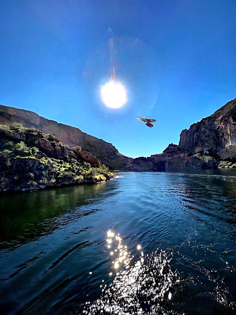 Eagles, Hawks, And The Birds Overhead