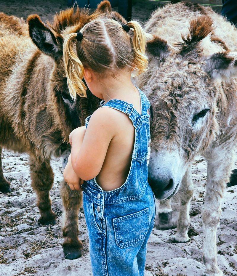 Emus, Donkeys, Capybaras, and a Cast of Characters