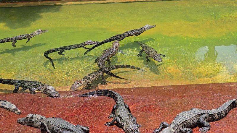 Everglades Alligator Farm, Homestead