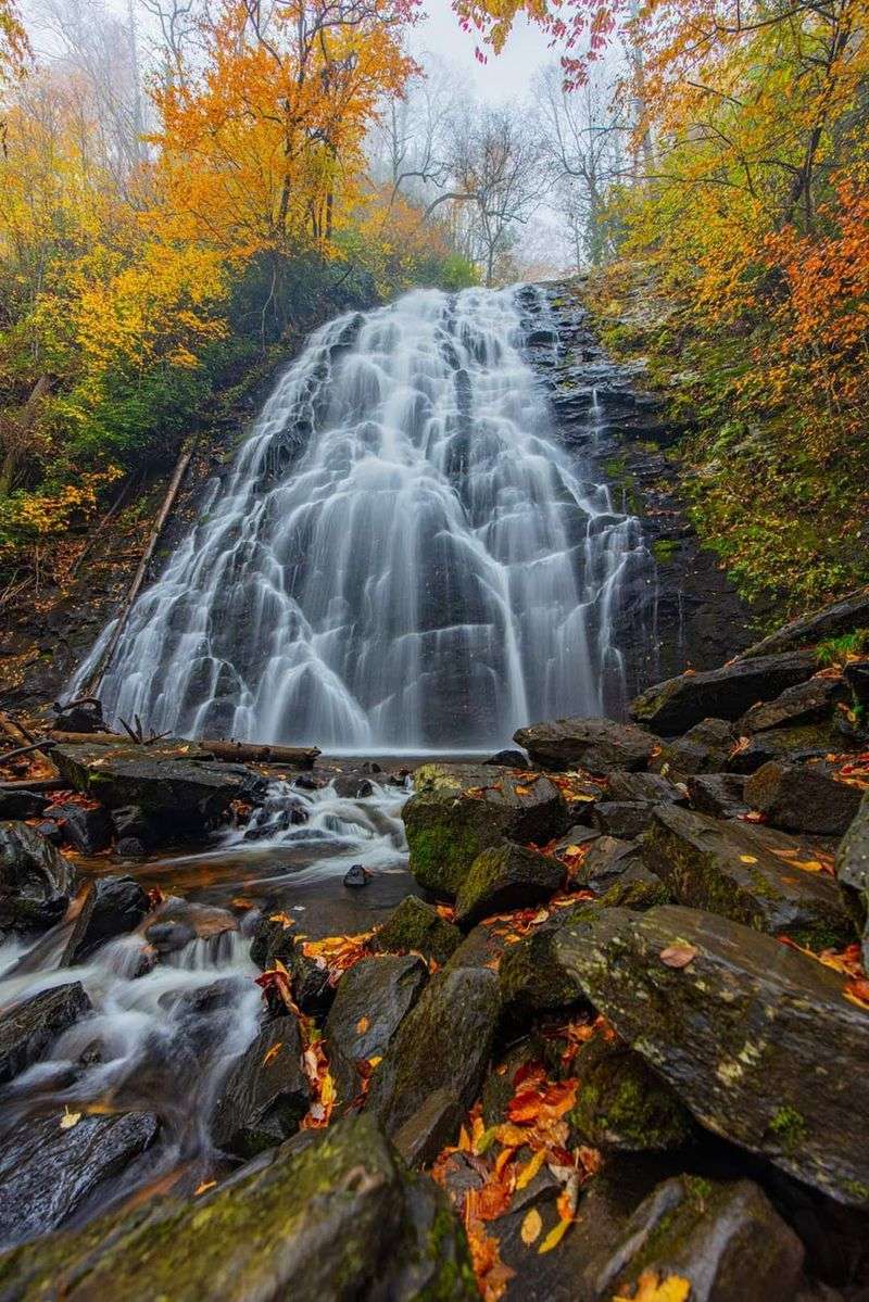 Fall Colors Turn The Forest Electric