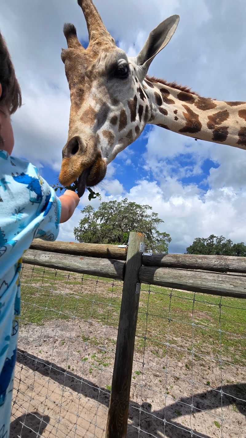 Feeding a Giraffe Straight From Your Hand Feeding a Giraffe Straight From Your Hand