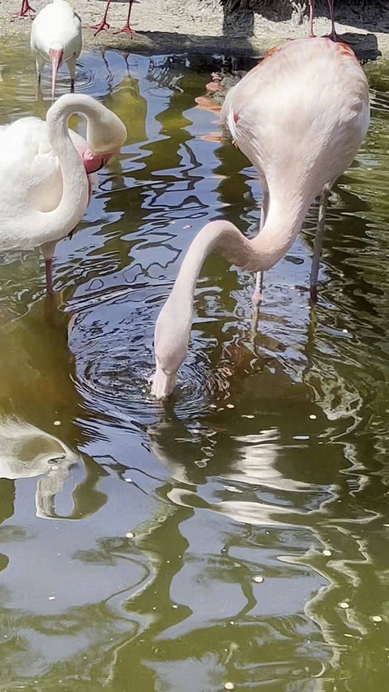 Feeding the Flamingos for a Dollar Feeding the Flamingos for a Dollar