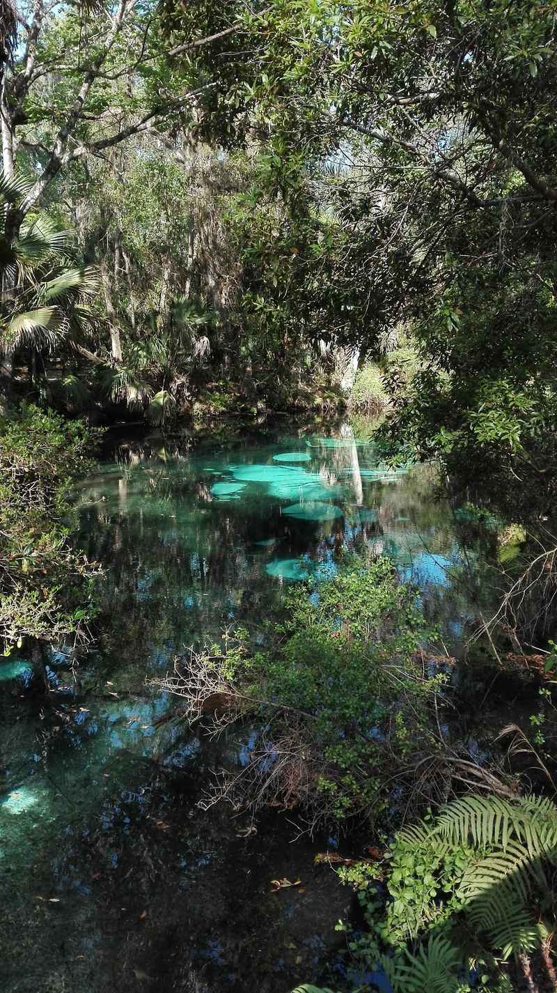Fern Hammock Springs, Ocala National Forest, Florida