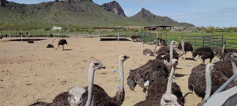 Fishing For Ostriches, Arizona Style Fishing For Ostriches, Arizona Style