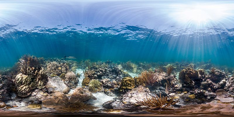 Florida’s Coral Reef is a connected system of different habitats