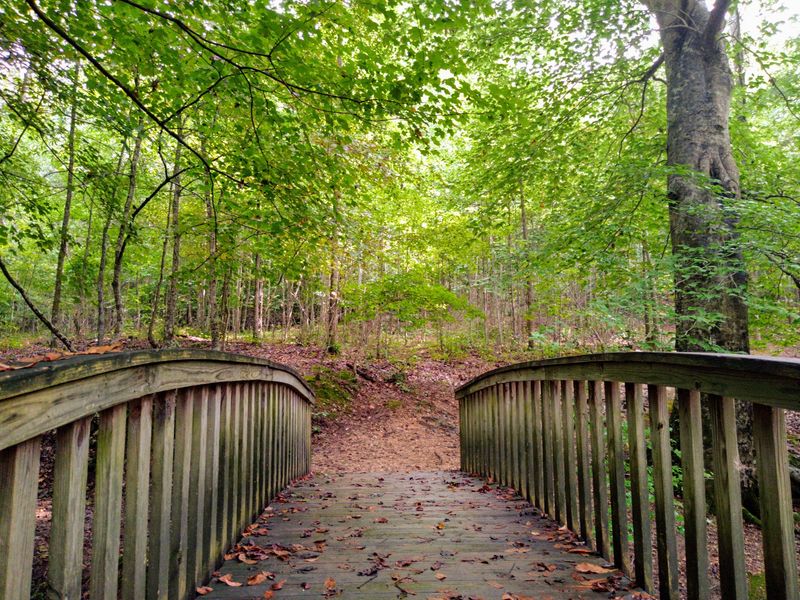 Forest Paths With Just Enough Challenge Forest Paths With Just Enough Challenge