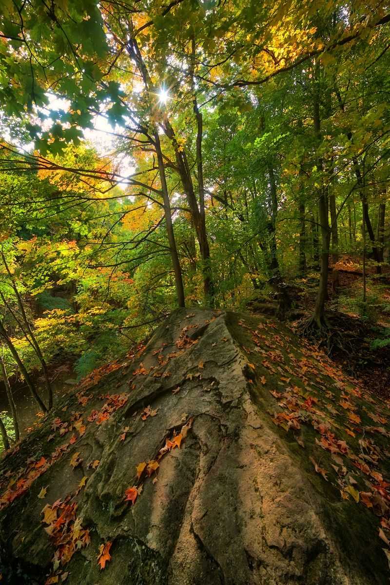 Forest Scenery That Feels Far From Town Forest Scenery That Feels Far From Town