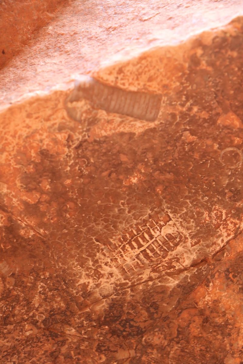Fossils Frozen in the Fallen Rock Fossils Frozen in the Fallen Rock