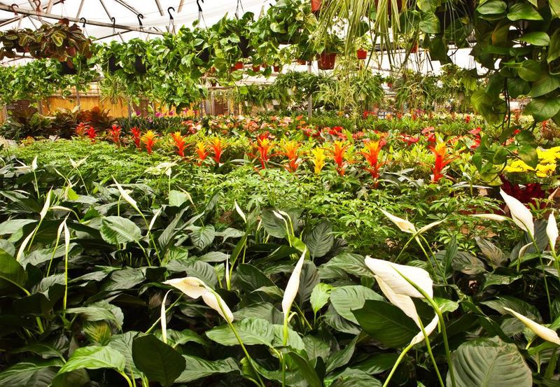 Four Greenhouses Full of Choices Four Greenhouses Full of Choices