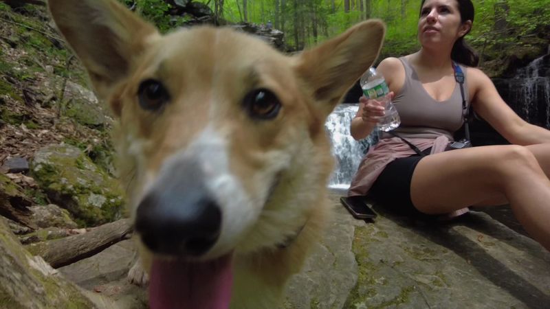 Four-Legged Hikers Welcome