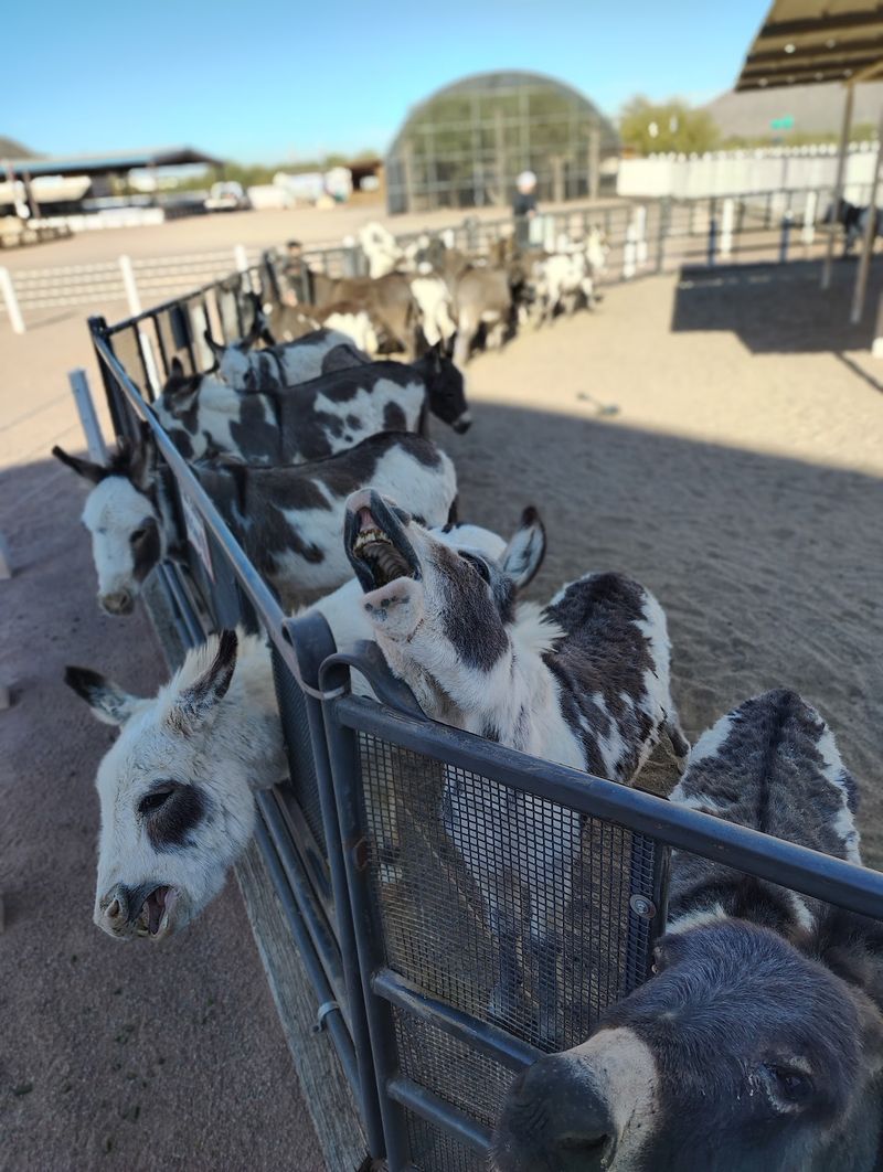 Fourteen Stations Of Friendly Critters Fourteen Stations Of Friendly Critters