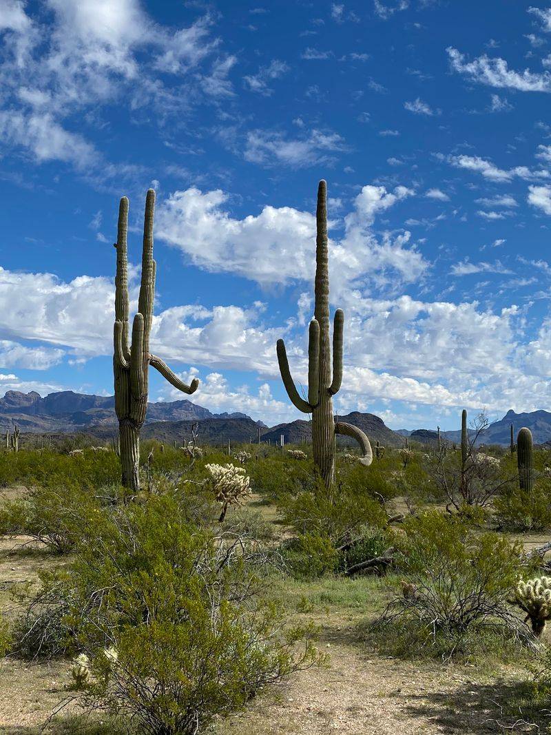 Gateway to the Organ Pipe Cactus Gateway to the Organ Pipe Cactus