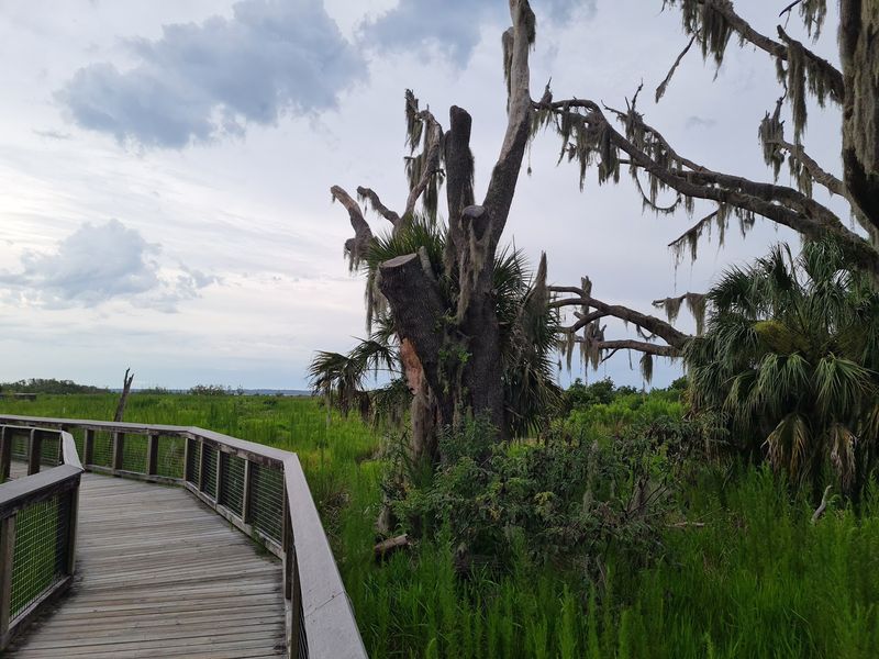 Gator Gazing From the Elevated Boardwalk Gator Gazing From the Elevated Boardwalk