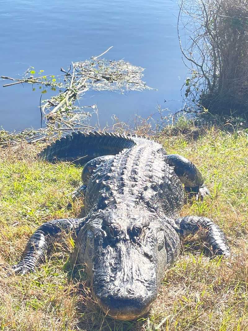 Gators That Actually Notice You