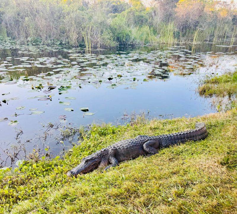 Gators That Barely Blink as You Pass