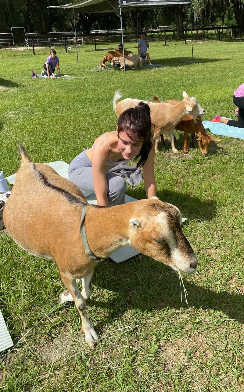 Goat Yoga and Off-Site Animal Events Goat Yoga and Off-Site Animal Events