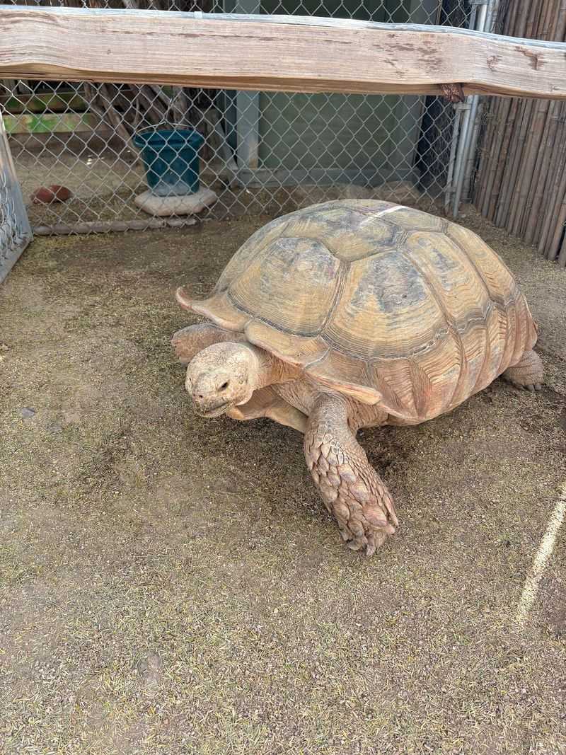 Goliath The Giant Tortoise Goliath The Giant Tortoise