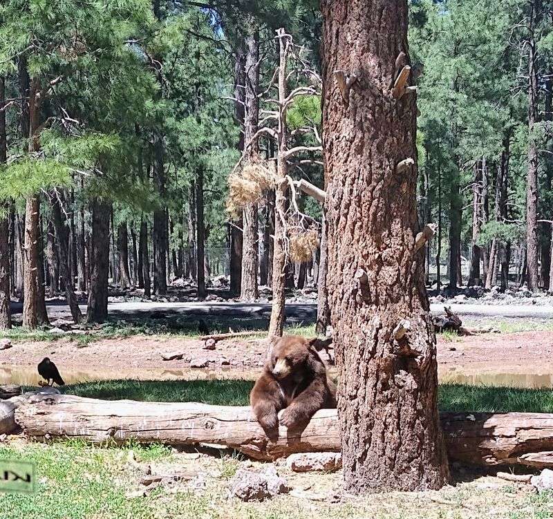 Grizzly Feedings And Behind-The-Scenes Talks Grizzly Feedings And Behind-The-Scenes Talks