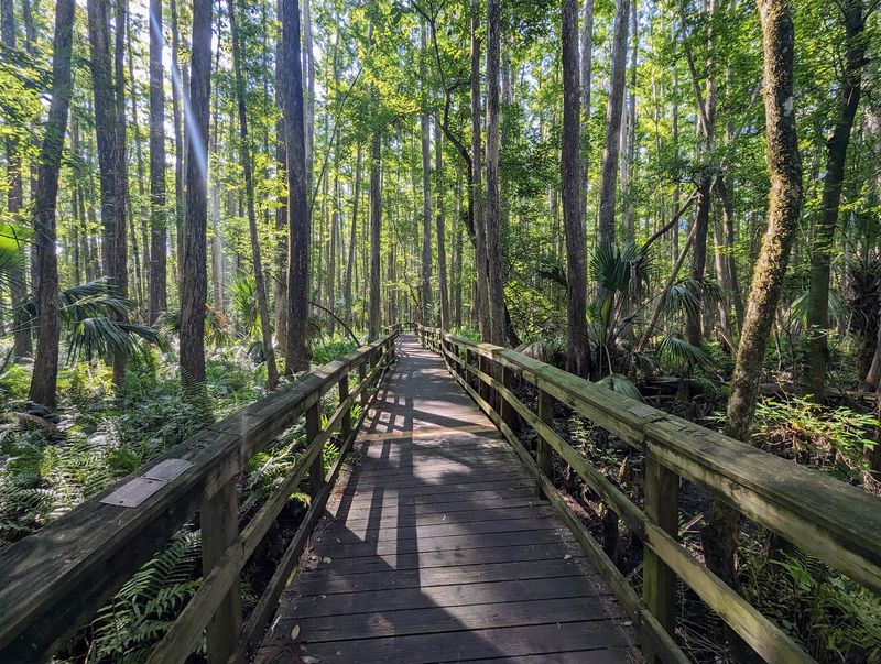 Highlands Hammock State Park Highlands Hammock State Park