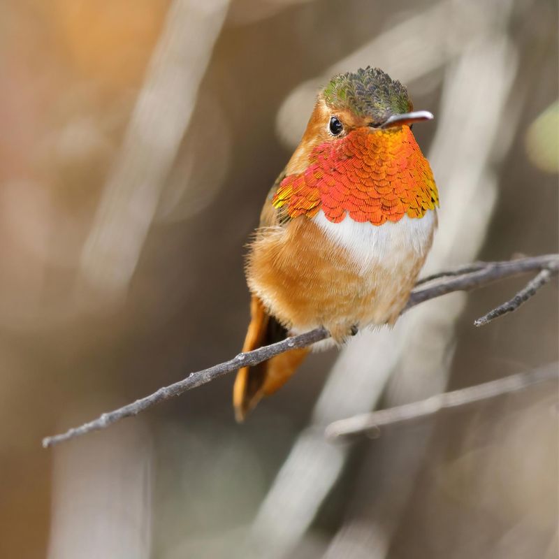 How A Desert City Earned Its Hummingbird Crown How A Desert City Earned Its Hummingbird Crown