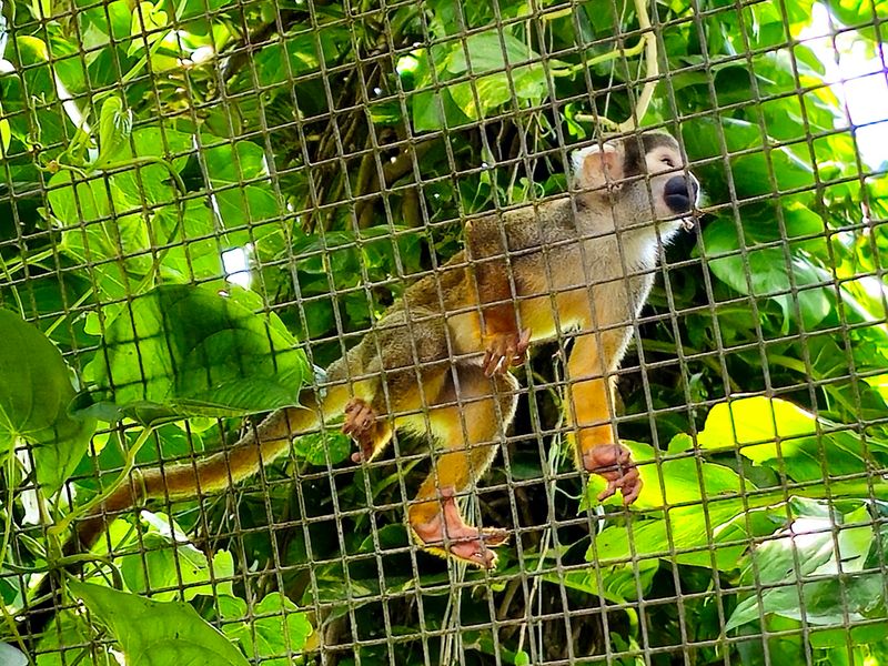 Humans in the Cage, Monkeys in the Wild