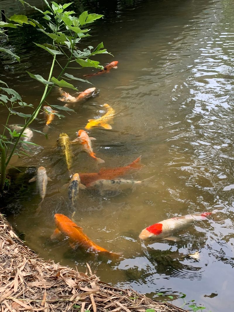 Koi Fish and Friendly Turtles
