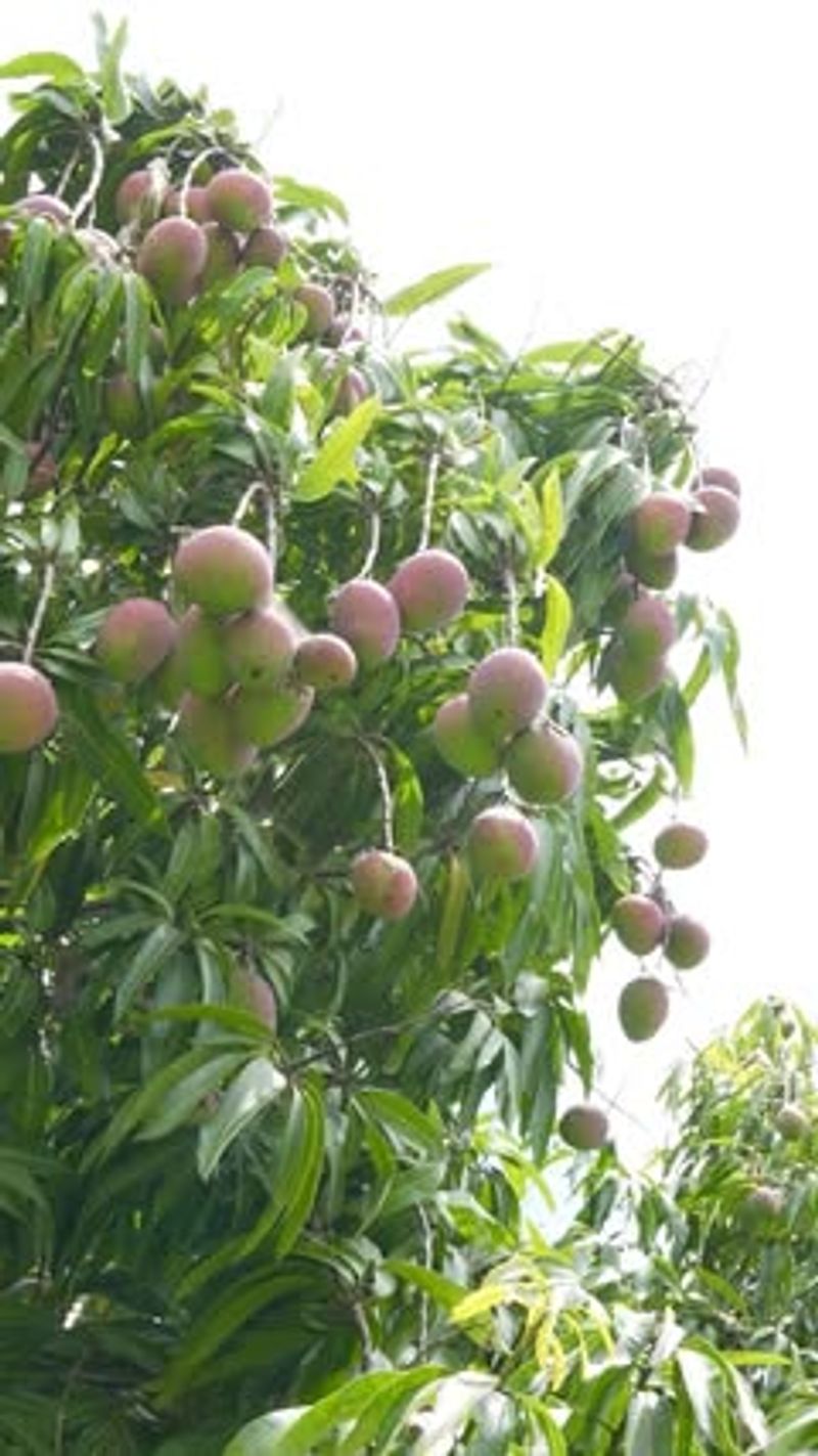 Late June coincides with Florida’s mango season Late June coincides with Florida’s mango season
