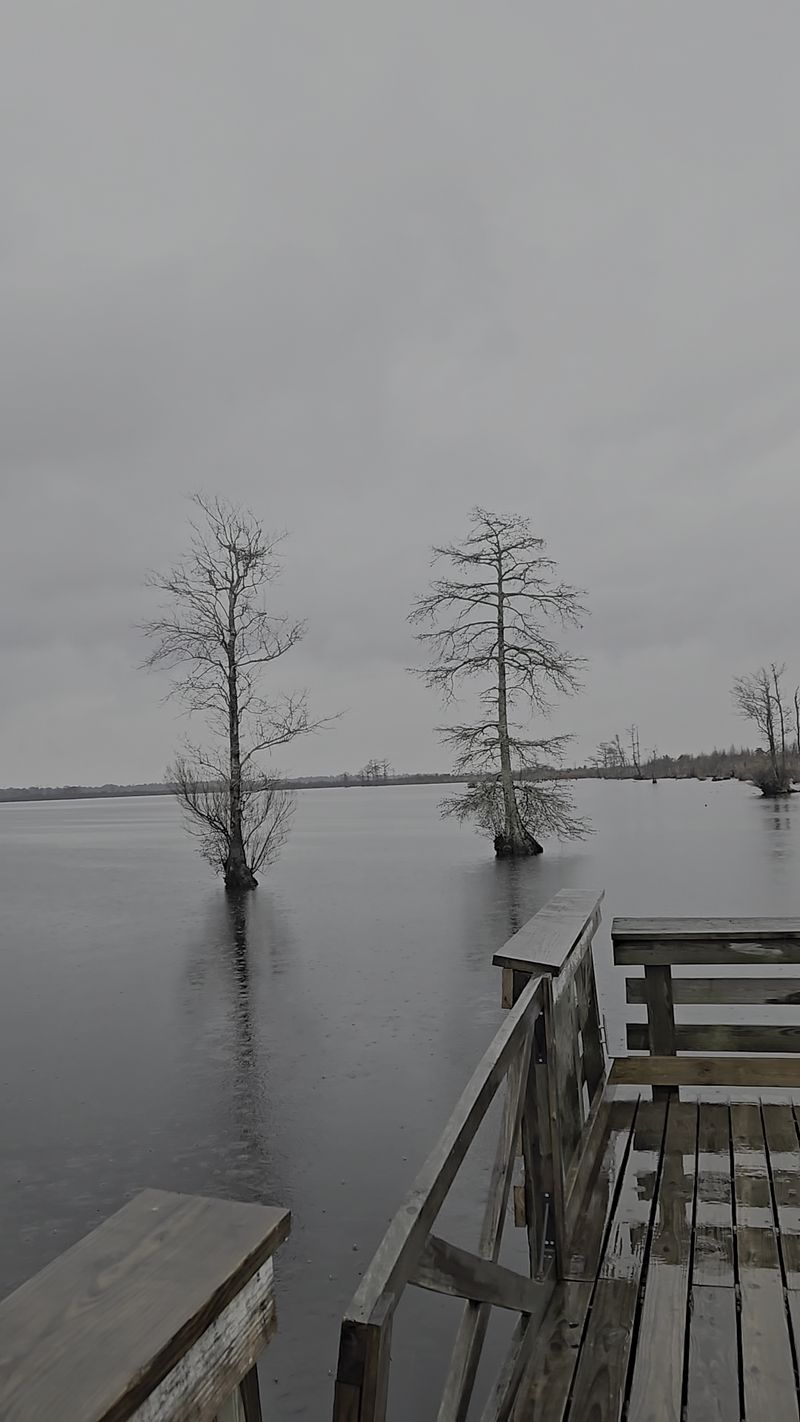 Legends, History, and the Stories the Swamp Keeps