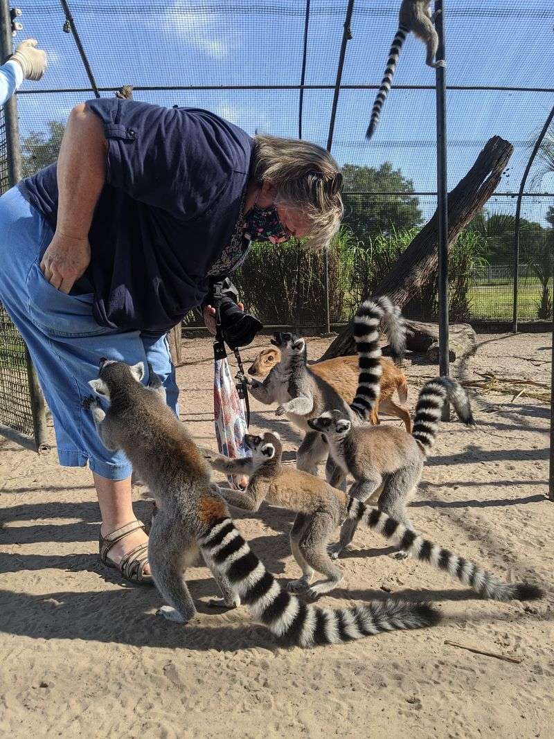 Lemurs That Rest Their Tiny Hands on Your Arm Lemurs That Rest Their Tiny Hands on Your Arm